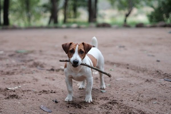 Pet Detector Ανιχνευτές με Pet Detector